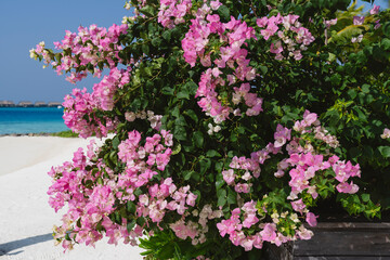 Fototapeta na wymiar Bushes with pink flowers on the Maldives.