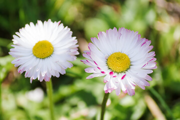 Two daisies on a background of green grass. Side view of two Daisies or Bellis perennis white flowers in direct sunlight, in a sunny spring garden, beautiful outdoor floral background © Anna Skliarenko