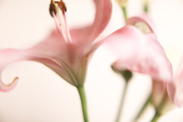 Obraz na płótnie Canvas Simple beautiful macro background of pink lily