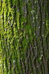 Embossed texture of tree bark with green moss and lichen.