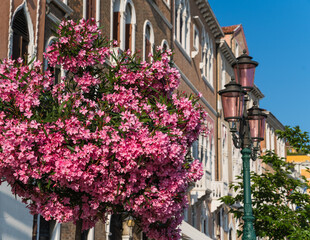 pink color tree and old street lights in Venice, Italy 