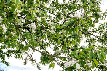 Closeup of a blooming tree.Springtime banner with place for text