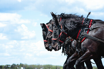 Black Percheron horse team plowing a field.