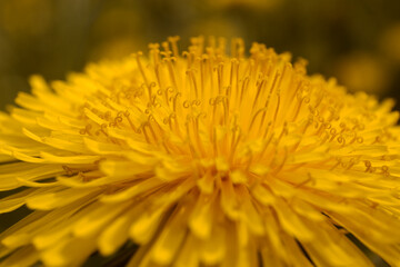 Yellow dandelion flower close-up, yellow petals macro photography
