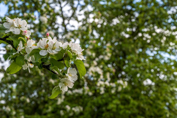 Closeup of a blooming tree.Springtime banner with place for text