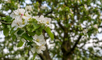 Closeup of White flourishing spring trees in the park. Spring banner with place for text