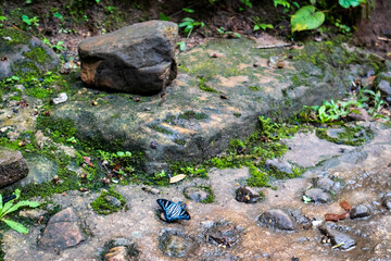Beautiful Amazonian wild blue butterfly posing among the stones.