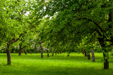 Fototapeta na wymiar Fully blurred image of trees in the park,Spring banner with place for text.Background image