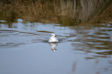 Une mouette nageant dans un lac d'huile. 
