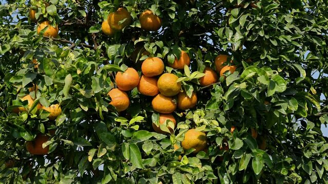 Ripe and juicy oranges in the fruit orchard.