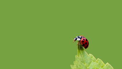 Ladybug on a leaf (Harmonia axyridis ) © Leny Silina Helmig