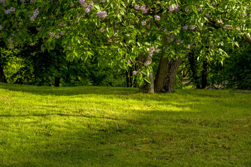 Blur park garden tree in nature background, blurry green bokeh light outdoor in