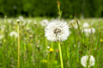 Green flower field with dandelions. Wide backdrop with copy space