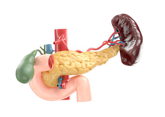 Anatomically accurate illustration of human pancreas with gallbladder, duodenum, spleen and blood vessels. 3d rendering