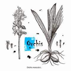 Vector images of medicinal plants. Detailed botanical illustration for your design. Biological additives are. Healthy lifestyle. Orchis