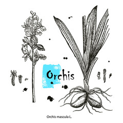 Vector images of medicinal plants. Detailed botanical illustration for your design. Biological additives are. Healthy lifestyle. Orchis
