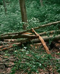 Fallen tree with a broken tree trunk in the woods after stormwind. Close up texture of a destroyed tree part