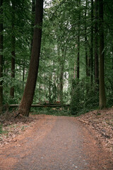 A fallen tree blocked the road in the woods. Path closed due to stormwind destruction in the forest