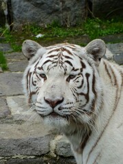 Pairi Daiza Zoo, Belgium - September 2018 : View of the Royal White Tiger