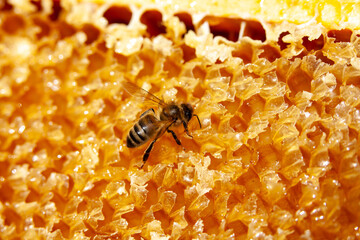Apiculture - Abeille mellifère léchant du miel sur un cadre de hausse après la récolte