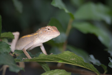 close-up chameleon on leaf