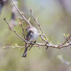 Obraz premium Eastern phoebe posing on a tree branch.Chesapeake and Ohio Canal National Historical Park.Maryland.USA