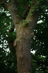 Detail eines Baumes im Sommer mit Astgabel und Formschnitt, Eiche (Quercus)