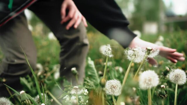 The guy knocks seeds from dandelions with his hand. Close-up hand shooting