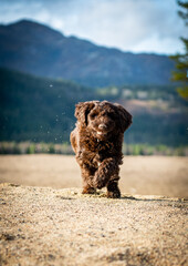 Puppy running dog on the beach in the moutains