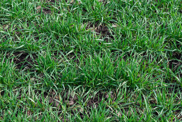 Green field as a background.