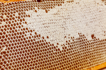 Apiculture - Récolte du miel - Gros plan sur des alvéoles de cire remplies de miel - obrazy, fototapety, plakaty