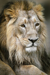 portrait of a male lion looking right