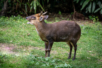 Naklejka na ściany i meble a small Mutjnac deer standing in a grassy field