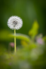 close-up of a dandelion seed growing in the garden