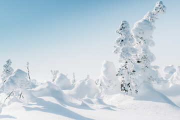 Fototapeta na wymiar Snow spruces among snowdrifts in winter forest. Branches of trees bent from weight of snowfall. Pine wood white from frost create landscape of frosty fairy tale