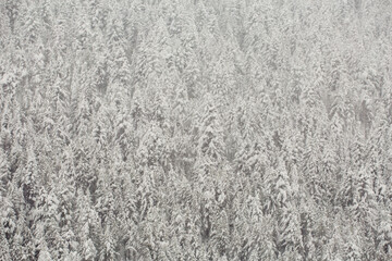 Forest covered with snow