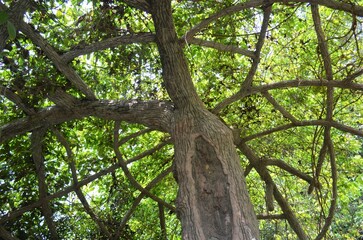 Intercrossed tree branches in Guangxi Botanical Garden in China