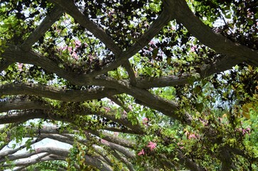 Intercrossed tree branches in Guangxi Botanical Garden, China