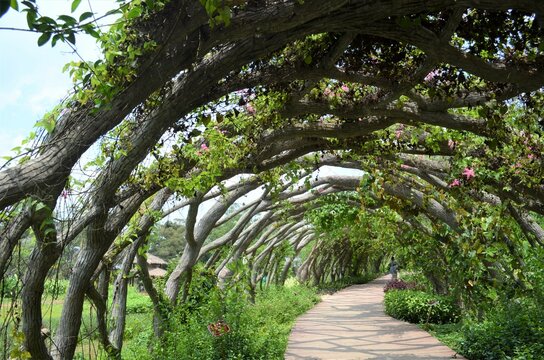 A tunnel made of intercrossed branches