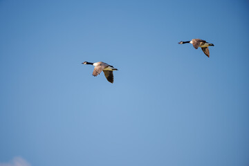 A pair of ducks fly together against a bright blue sky
