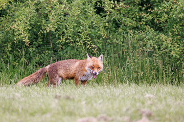 A wild male fox licks his lips and shows his teeth