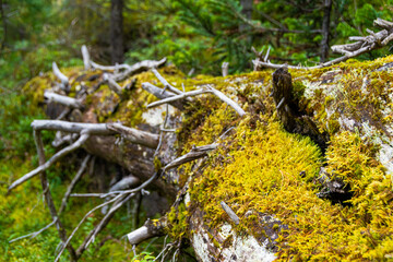 Old tree trunks in dark forest after storm. Branches dried up and covered with moss, formed impassable thicket. Difficulty moving in wild nature