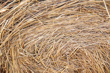 Yellow hay as background. Dry grass stems are harvested for animal feed. Food for cows and horses. Harvesting in autumn