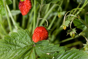 close up of strawberries