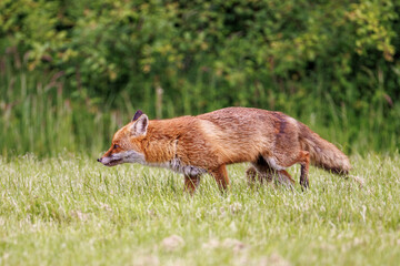 A wild male fox with an injured nose has one tooth showing