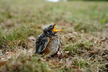 Baby Robin bird found on the ground