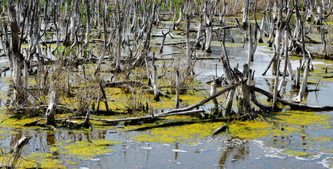 Trunks of dead birches without leaves stand in the swamp