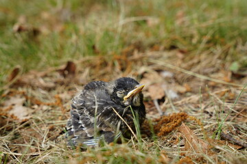 Baby Robin bird found on the ground