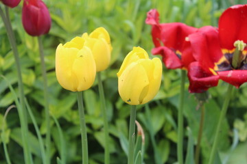 Obraz premium red and yellow tulips