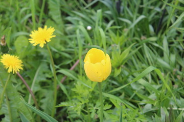 yellow flowers on grass